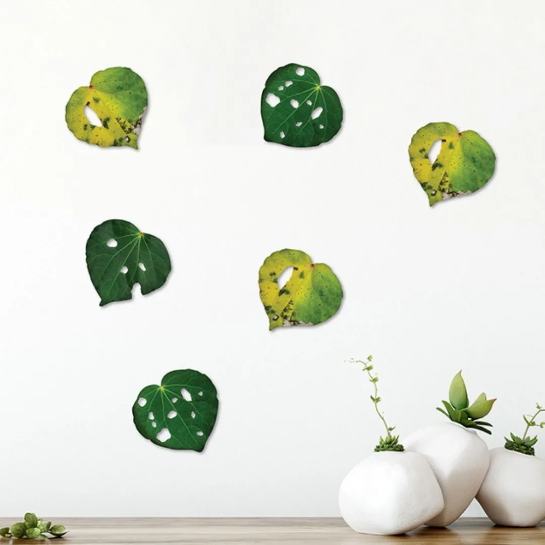 Kawakawa Leaves - Set of 6