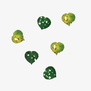 Kawakawa Leaves - Set of 6